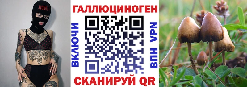 Псилоцибиновые грибы Cubensis  даркнет сайт  Щучье 